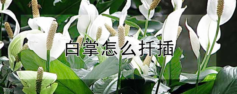 白掌怎麼扡插