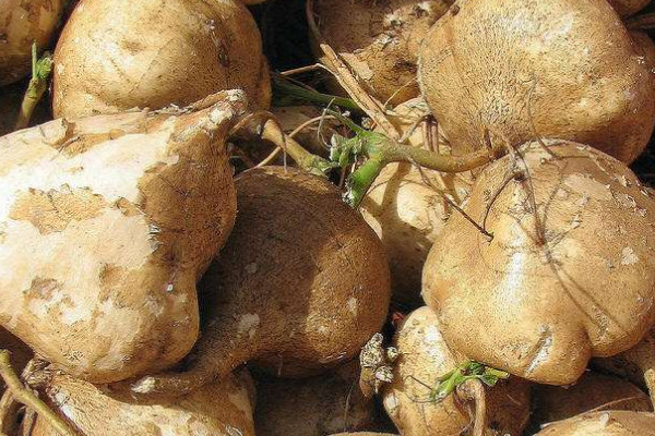 白地瓜的種植方法和時間