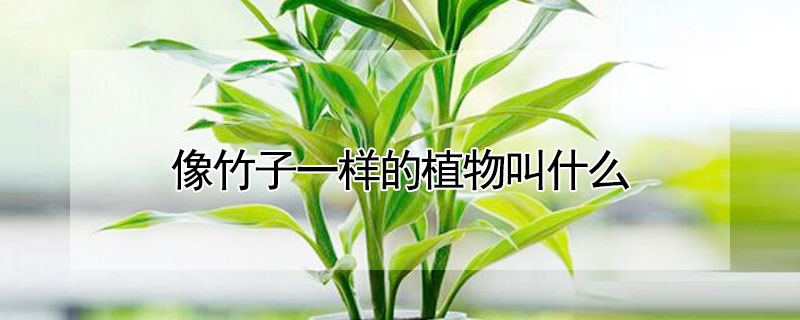 像竹子一樣的植物叫什麼