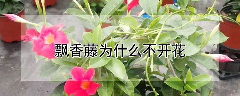 飄香藤為什麼不開花