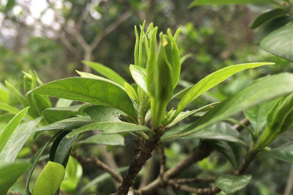 枙子花為什麼掉花苞子