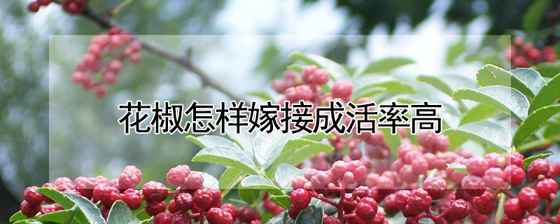 花椒怎樣嫁接成活率高