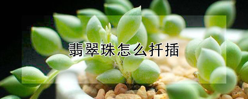 翡翠珠怎麼扡插