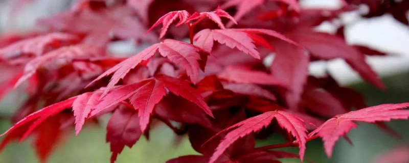 紅楓種子為什麼不發芽