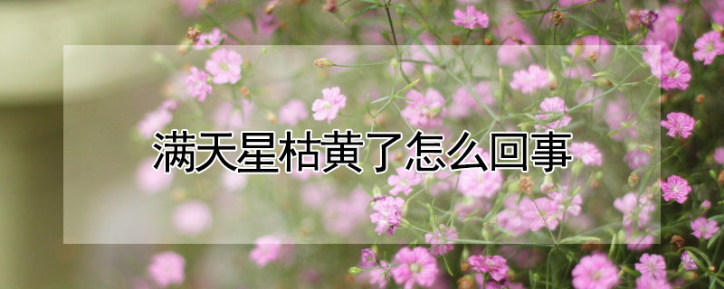 滿天星枯黃了怎麼回事