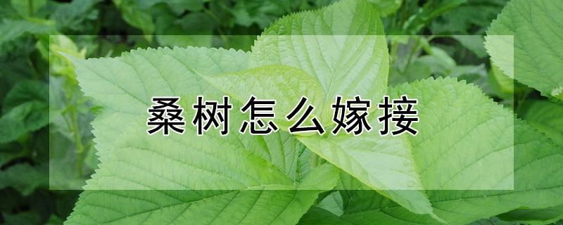 桑樹怎麼嫁接