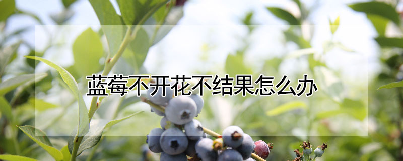 藍莓不開花不結果怎麼辦