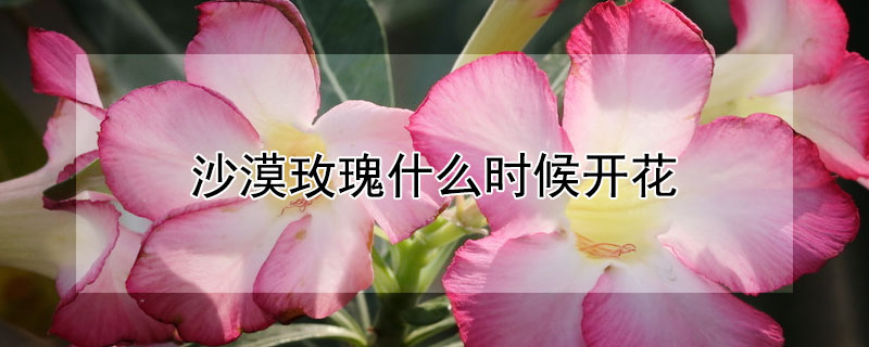 沙漠玫瑰什麼時候開花