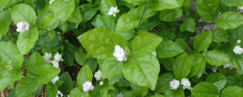 茉莉不發芽怎麼辦