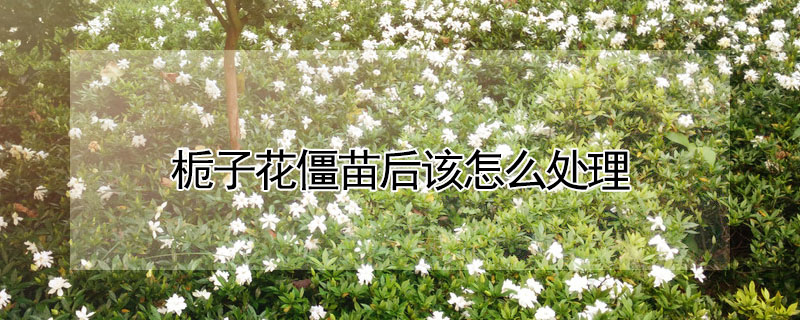 梔子花僵苗後該怎麼處理