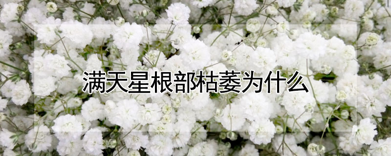 滿天星根部枯萎為什麼