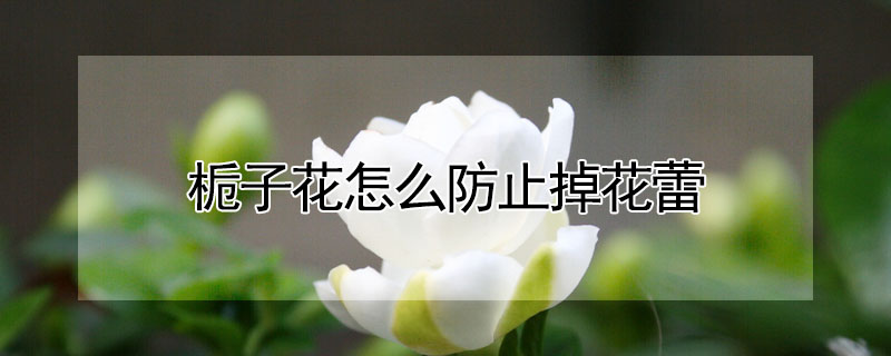 梔子花怎麼防止掉花蕾