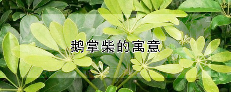 鵝掌柴的寓意