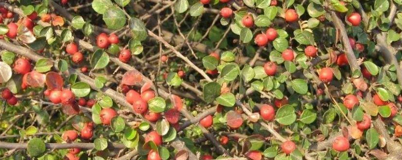 平枝栒子葉子幹枯怎麼辦