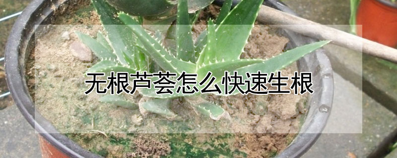 無根蘆薈怎麼快速生根