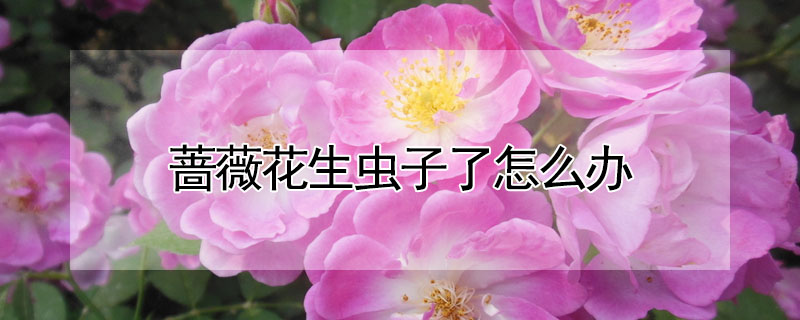 薔薇花生蟲子了怎麼辦