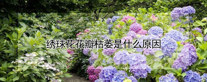 繡球花花瓣枯萎是什麼原因