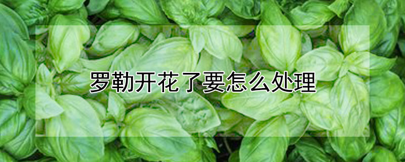 羅勒開花了要怎麼處理