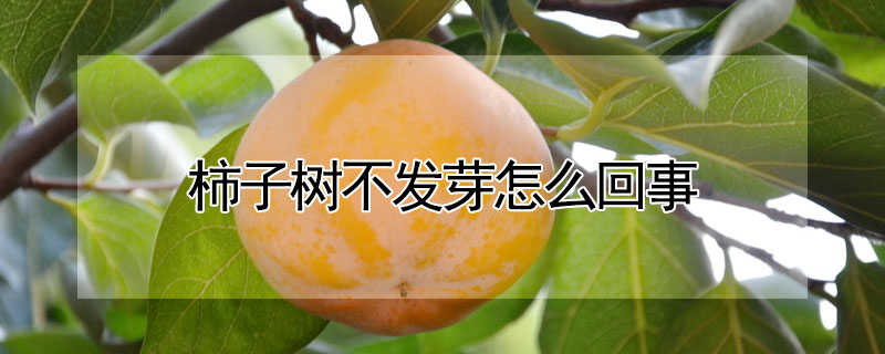 柿子樹不發芽怎麼回事