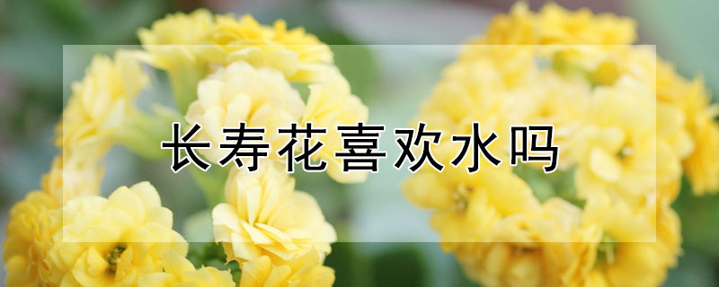 長壽花喜歡水嗎