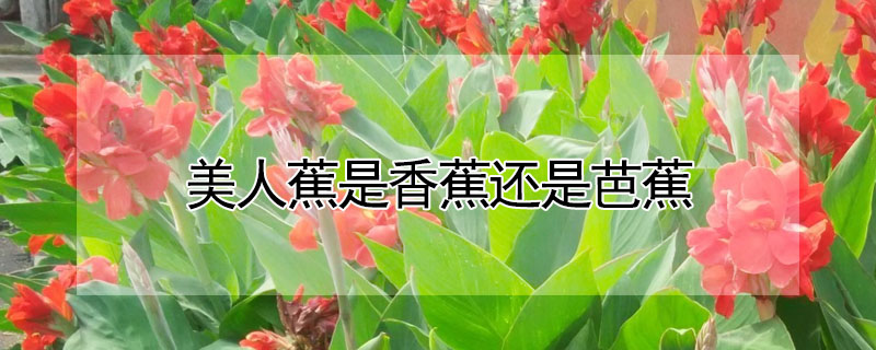 美人蕉是香蕉還是芭蕉