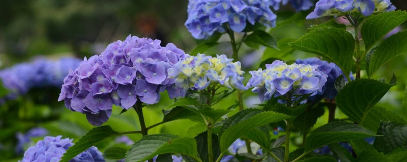 繡球掉花瓣是怎麼回事