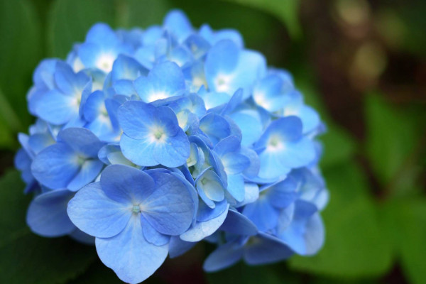 繡球掉花瓣是怎麼回事