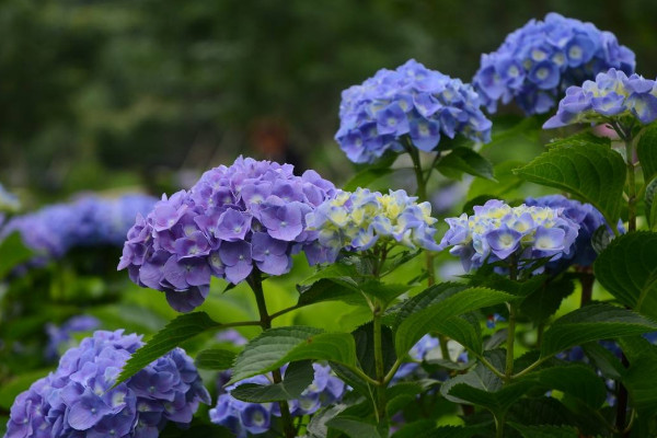 繡球花邊緣焦黃是怎麼回事