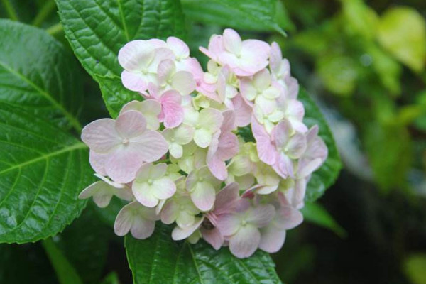 繡球花剪了還會開花嗎