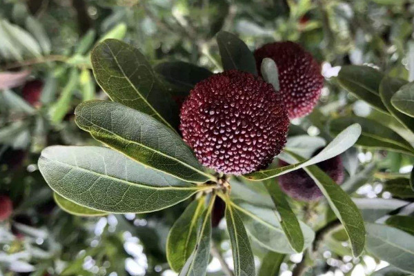 楊梅樹怎麼修剪