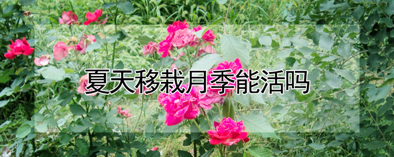 夏天移栽月季能活嗎