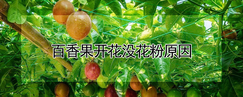 百香果開花沒花粉原因