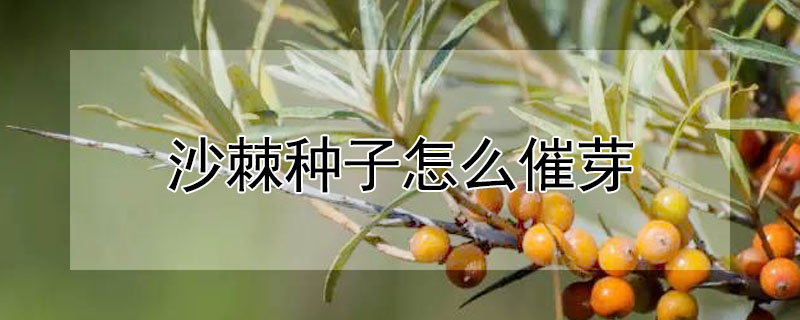 沙棘種子怎麼催芽