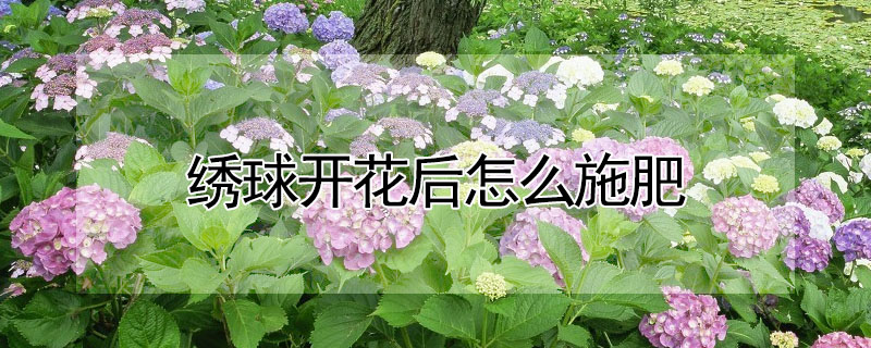 繡球開花後怎麼施肥