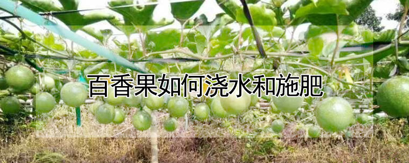 百香果如何澆水和施肥