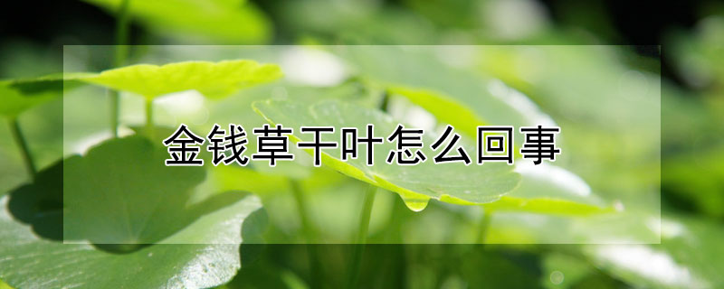 金錢草幹葉怎麼回事