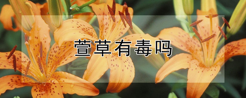 萱草有毒嗎