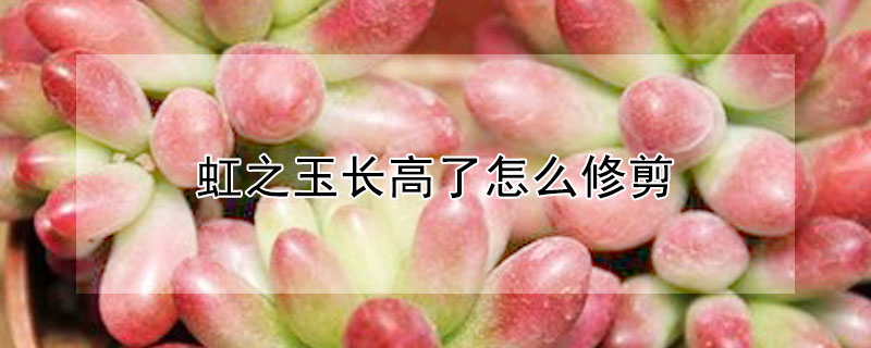 虹之玉長高了怎麼修剪