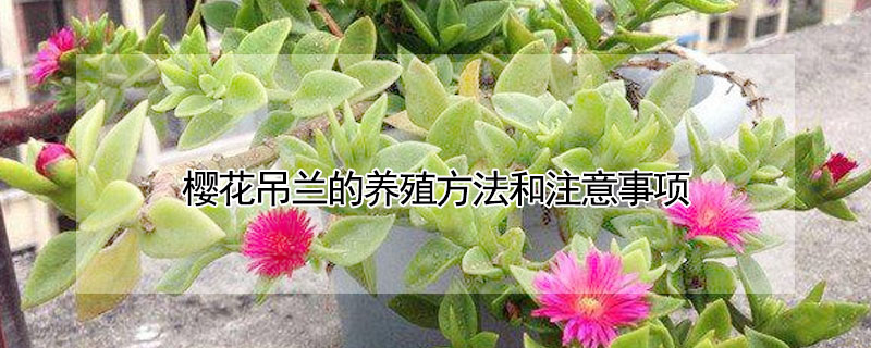 櫻花吊蘭的養殖方法和注意事項