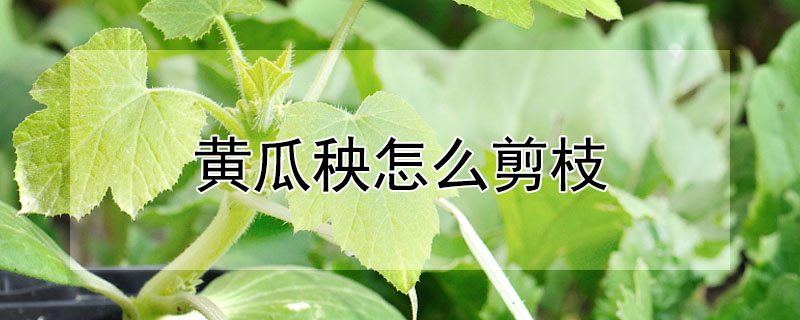 黃瓜秧怎麼剪枝