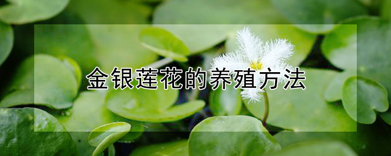 金銀蓮花的養殖方法