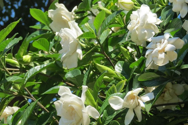 梔子花夏天需要每天澆水嗎