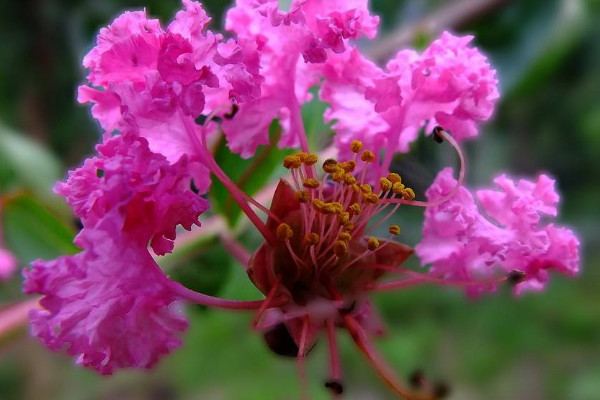 紫薇樹樁不發芽怎麼辦