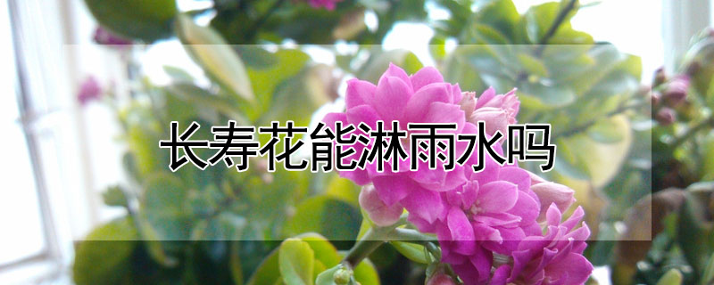 長壽花能淋雨水嗎