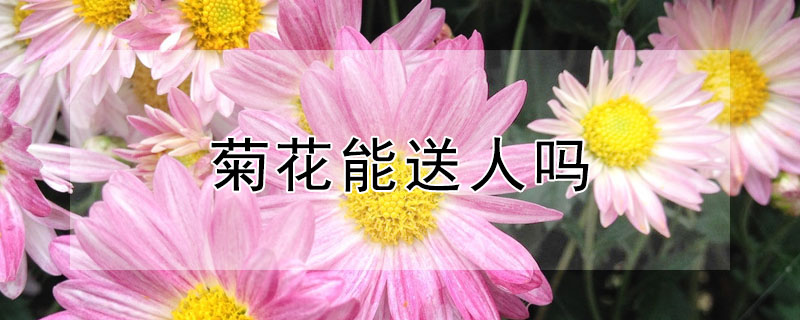 菊花能送人嗎