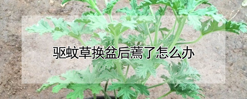 驅蚊草換盆後蔫了怎麼辦