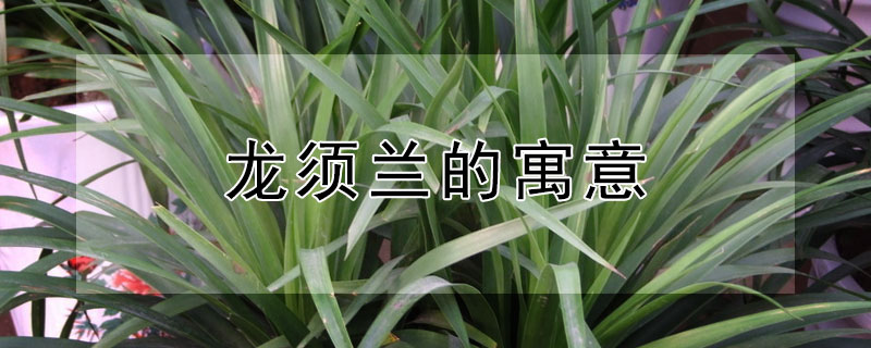 龍須蘭的寓意