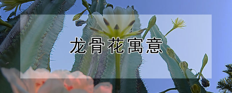 龍骨花寓意