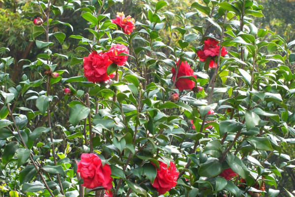 茶花怕太陽曬嗎