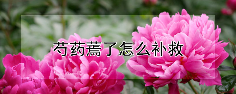 芍藥蔫了怎麼補救